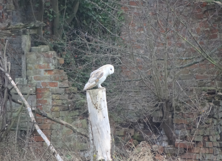 One of the owls at The Brickyard Camping site on the North Norfolk Coast