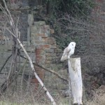 One of the brickyard owls, some nights the sound of them calling is all you can hear