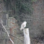 This is one of the owl that live at The Brickyard, looking for something to eat