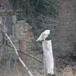 This is one of the owl that live at The Brickyard, looking for something to eat