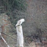 One of the owls at The Brickyard Camping site on the North Norfolk Coast