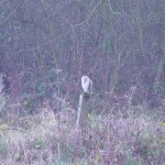 One of the owls at The Brickyard Camping site on the North Norfolk Coast
