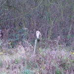 One of the owls at The Brickyard Camping site on the North Norfolk Coast
