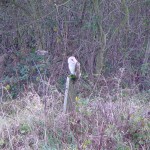 One of the owls at The Brickyard Camping site on the North Norfolk Coast