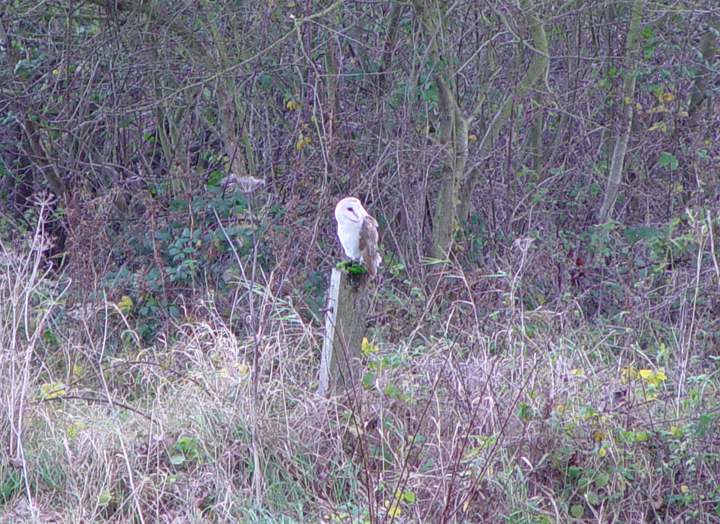 One of the owls at The Brickyard Camping site on the North Norfolk Coast