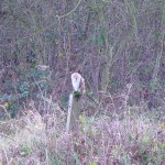 One of the owls at The Brickyard Camping site on the North Norfolk Coast
