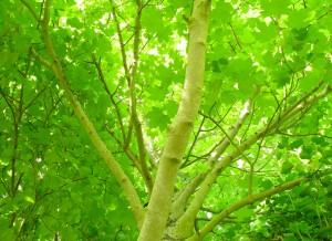 Leaf canopy