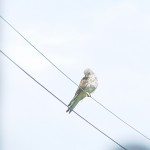 A kestrel sitting waiting to try and catch a house martin, he will find out they are too fast for him