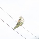 A kestrel sitting waiting to try and catch a house martin, he will find out they are too fast for him