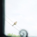 A kestrel sitting waiting to try and catch a house martin, he will find out they are too fast for him