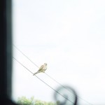 A kestrel sitting waiting to try and catch a house martin, he will find out they are too fast for him