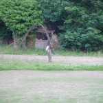 One of the owls at The Brickyard Camping site on the North Norfolk Coast