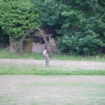 One of the owls at The Brickyard Camping site on the North Norfolk Coast