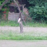 One of the owls at The Brickyard Camping site on the North Norfolk Coast