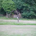 One of the owls at The Brickyard Camping site on the North Norfolk Coast