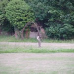 One of the owls at The Brickyard Camping site on the North Norfolk Coast